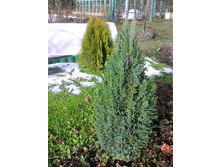 ����� ���  Aurea Nana, � ������� ������������(����� �� �����)