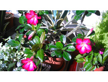 �������  (Adenium)