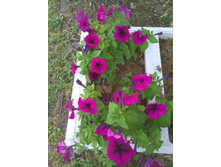 IMG 20170811 194507.jpg