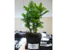 ����� �������������� ����