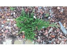 ������������ ����� �������� (Prince of Wales)