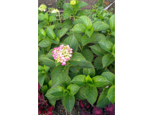 IMG 20170916 105438.jpg