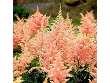 �������� Japonica Peach Blossom