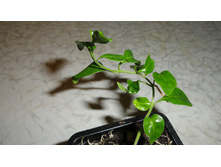 ����������� ( Sclerochiton harveyanus.)