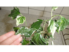 Piper sarmentosum albomarginata- ���� ...