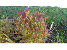 P 20171008 155211.jpg