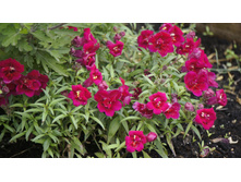 ������� ��� F1 ������� ����