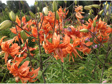 ����� �������� ����� �����