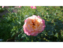 WP 20170820 09 47 46 Pro  highres.jpg