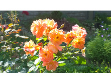 WP 20170820 09 41 51 Pro.jpg