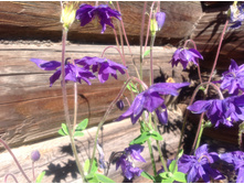 ��������� ������ ���