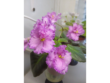 Rob's Hopscotch (R. Robinson)