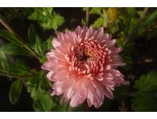 ��������� ����������  "��������� "