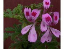 ���������� Fair Ellen(��������(.jpg