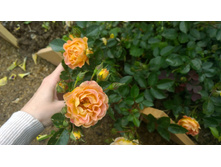 WP 20170709 12 37 13 Pro.jpg