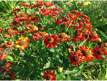 �������� ��� ����