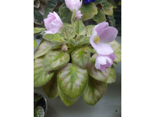 �-��������� �� ��������