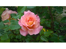 WP 20170709 12 34 11 Pro.jpg