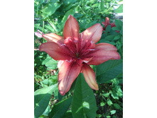 IMG 20170730 165349.jpg