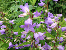 ����������� �������