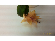 P 20171109 160254 1 p[1].jpg