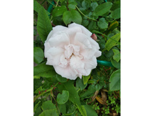 IMG 20170717 084749.jpg