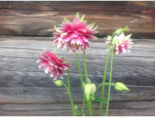 ��������� ������ ����