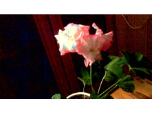 ���������� Odenjio L'Jus Varme