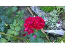 WP 20170820 09 46 53 Pro.jpg