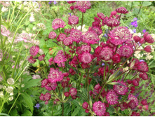 ��������� ���� ����