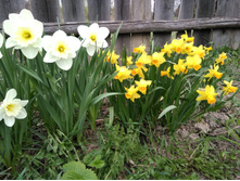 IMG 20170506 170751.jpg