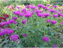 ������� �����-���������