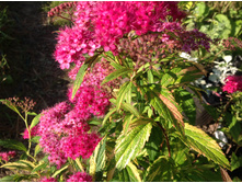 ������ ���� ������