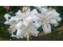 WP 20170818 19 41 35 Pro.jpg