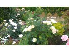 WP 20170721 09 12 07 Pro.jpg