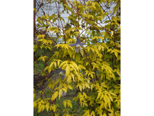 ��������� ���� *)