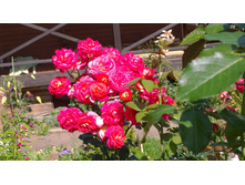 WP 20170804 09 36 06 Pro.jpg