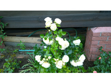 WP 20170709 10 27 10 Pro.jpg