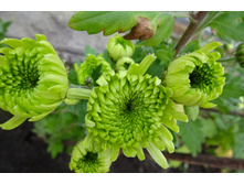 ��������� ���������� "����"