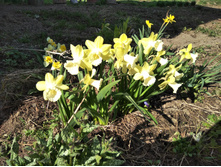 IMG 20170501 151715.jpg