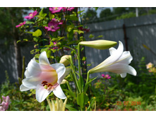 5795ef006335e dsc0208.JPG