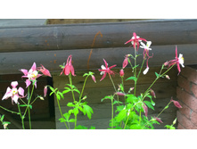 WP 20170630 11 52 50 Pro.jpg