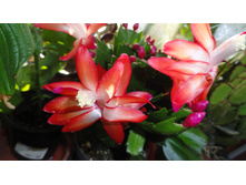 ����������� ������� � ������ �������