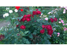 WP 20170728 20 25 56 Pro.jpg