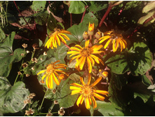 ��������� �������� ���������