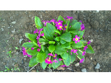 WP 20170521 16 16 32 Pro.jpg