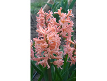 WP 20170504 19 44 48 Pro.jpg