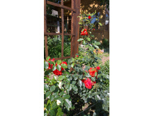 WP 20170804 09 35 19 Pro.jpg