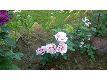 WP 20170721 09 09 51 Pro.jpg