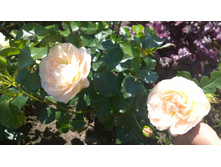 WP 20170713 09 41 46 Pro.jpg